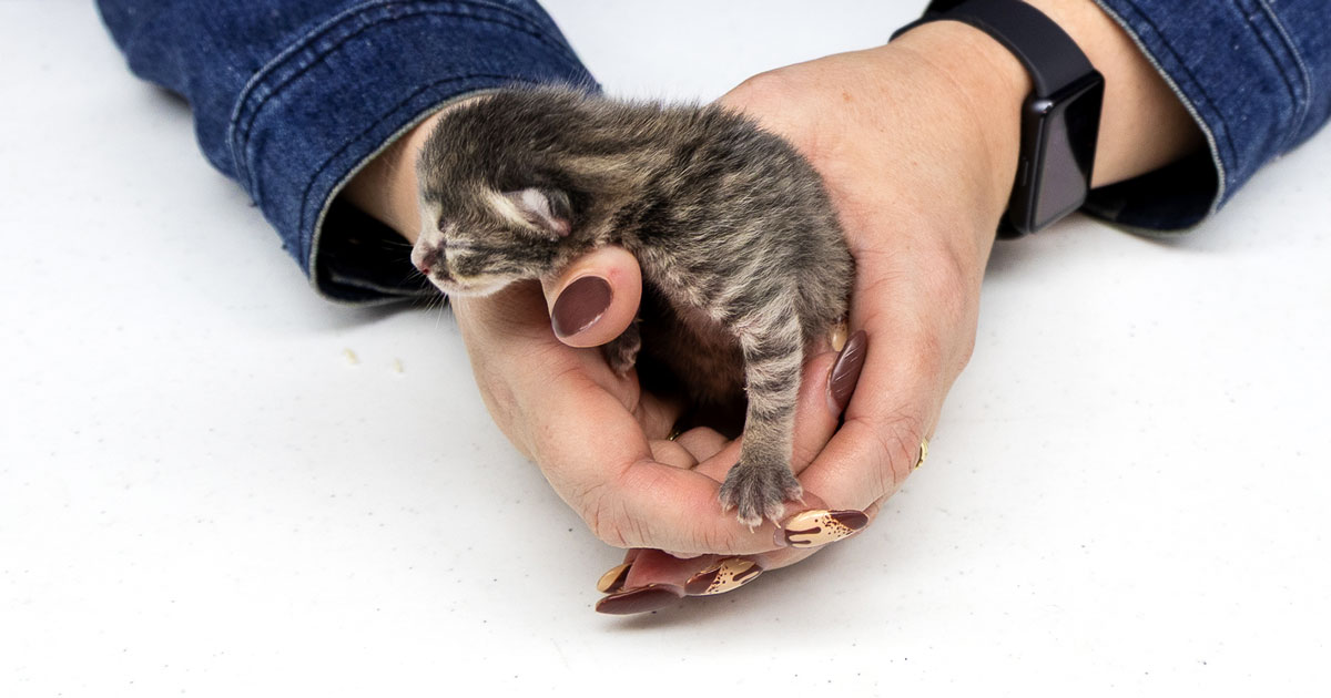 Animal Welfare League